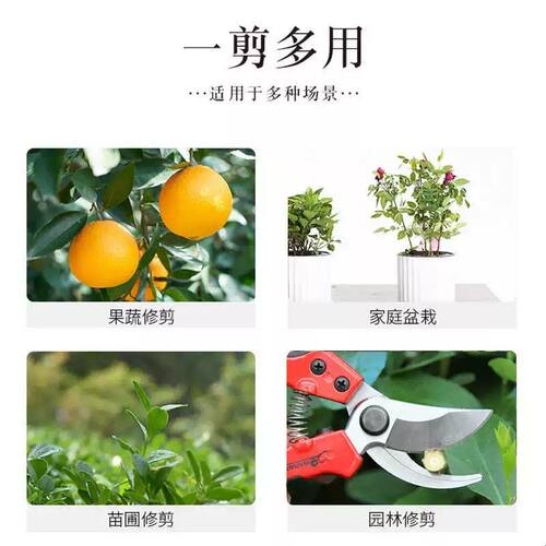 果树修枝剪园林工具不锈钢家用园艺剪刀树枝剪刀多功能花艺剪子