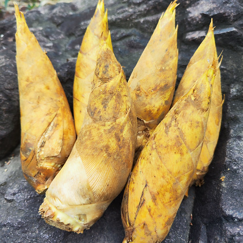 浙江台州野生冬笋新鲜现挖毛竹笋