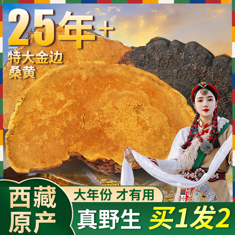 正品桑黄西藏野生特级金边桑树桑黄灵芝的功效菌种包中药材500克