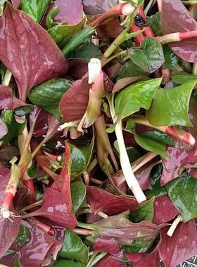 现挖四川鱼腥草折耳根嫩叶子侧耳根猪鼻孔凉拌菜农家自种新鲜蔬菜