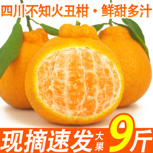 四川丑橘不知火丑八怪耙耙丑柑桔子当季新鲜水果整箱10现摘正宗