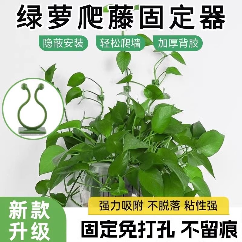 绿萝爬墙固定器小夹子免打孔藤蔓卡扣绿植爬藤隐形自粘定型器适用