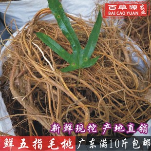 新鲜五指毛桃根鲜货500g无硫五爪龙根生鲜五指牛奶毛桃泡酒煲汤料