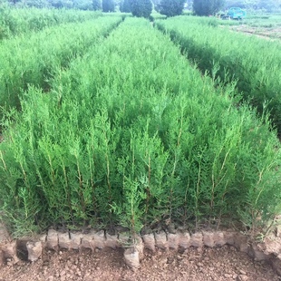 侧柏苗扁柏树苗柏树苗龙柏苗香柏圆柏荒山造林绿化苗木带土发货