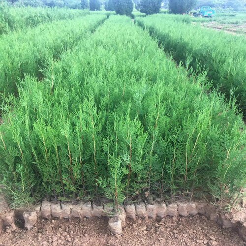 侧柏苗扁柏树苗柏树苗龙柏苗香柏圆柏荒山造林绿化苗木带土发货