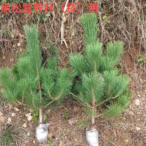 黑松树苗松树苗绿化苗木基地庭院黑松苗黑松树苗四季常青盆景