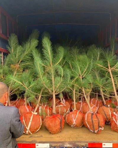 绿化苗木松树黑松小苗庭院黑松苗黑松树苗四季常青盆景植物松树苗