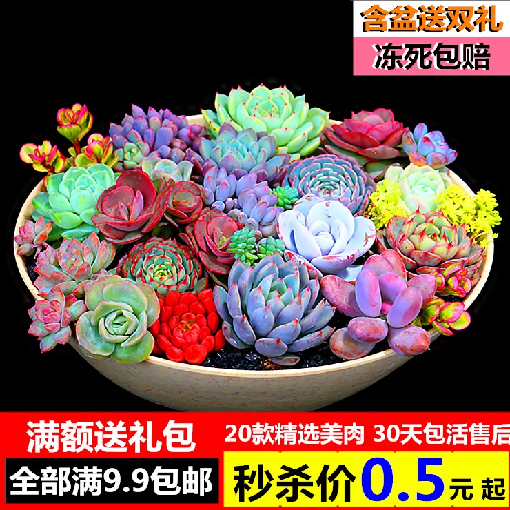 新款多肉植物多肉组合盆栽超萌绿植花卉肉肉室内防辐射含盆送土 猪猪淘宝优惠券 和好朋友一起省钱 新款多肉植物多肉组合盆栽超萌绿植花卉肉肉室内防辐射含盆送土 猪猪淘宝优惠券 和好朋友一起省钱