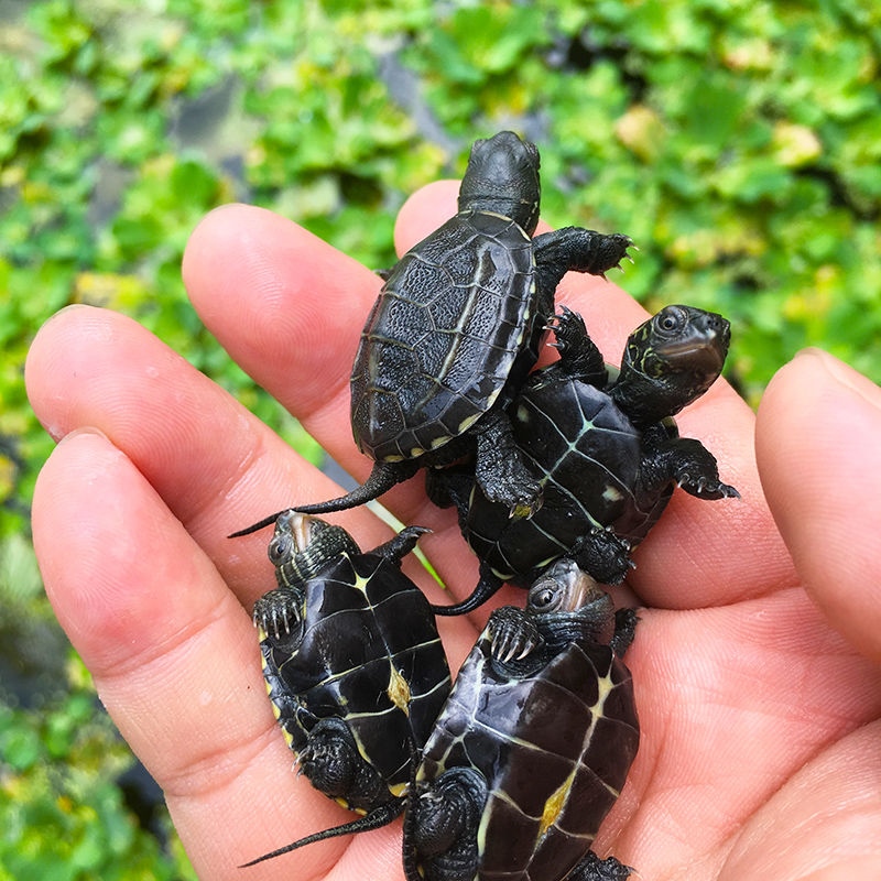 中华草龟金线草龟苗乌龟纯种情侣龟苗墨龟宠物龟活物活体锦龟一对在类目 宠物/宠物食品及用品, 水族世界, 龟/鳖中 - 来自Buy2taobao.com提供专业的淘宝代购服务