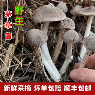 野生新鲜现采茅草菌小灰蘑菇棕灰口蘑毛草菌草鸡枞菌菇湖南贵州
