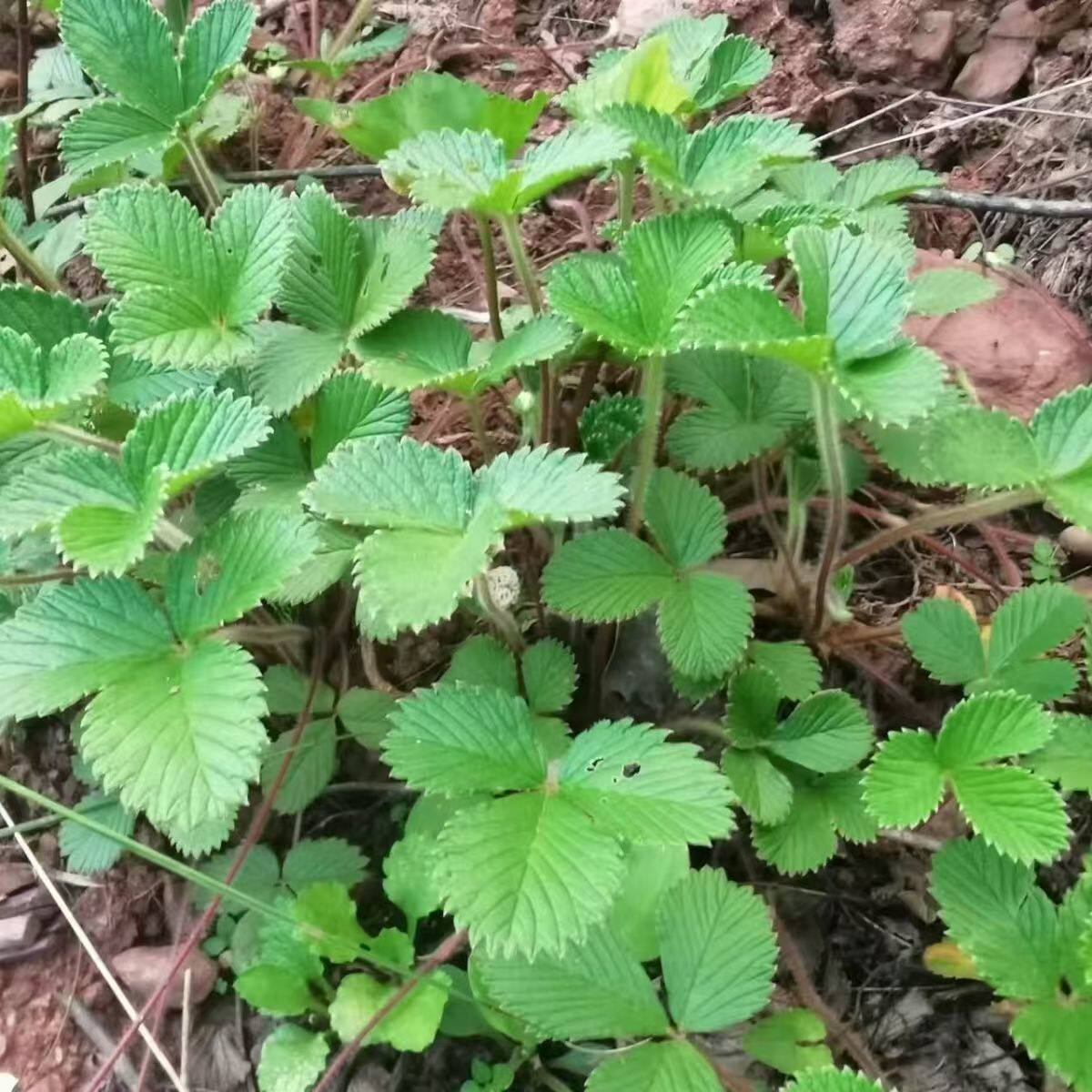 云南原生态白草莓新鲜现采全草净化空气加湿观叶庭院落地植物