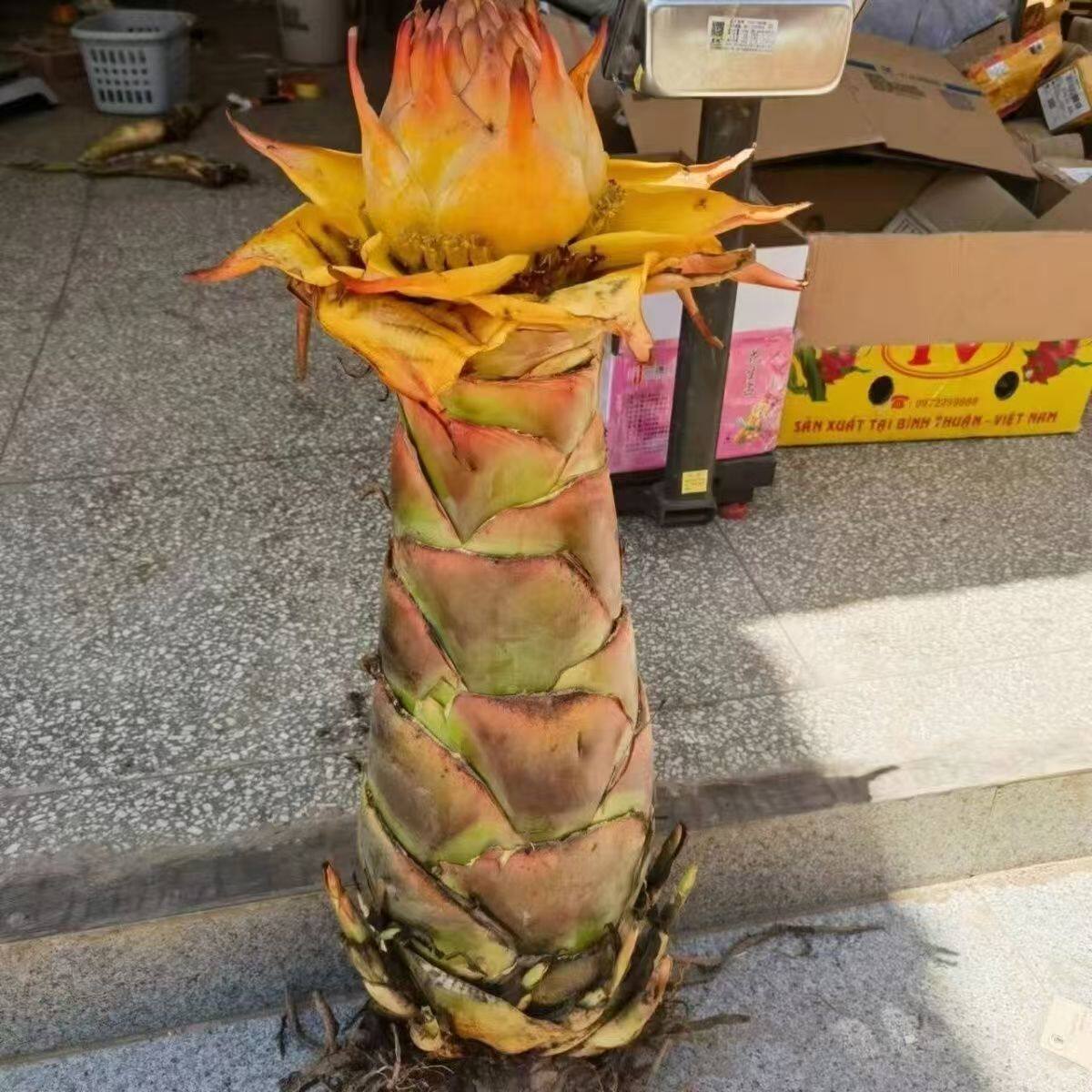 云南特产花卉地涌金莲千瓣莲花大型绿植精选花苞纯天然可食用花苞