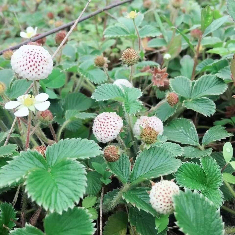 云南草莓野生白米泡儿菠萝蜜儿当季带花苞现挖发货