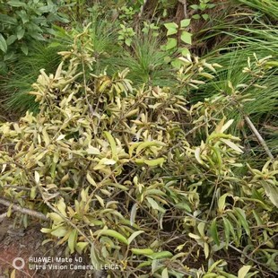 云南松树寄生原生态新鲜寄生茶松木寄生茶泡水喝无添加野生现采