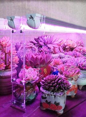 适用科维隆 多肉补光灯上色全光谱LED家用 UVA 紫外线植物生长灯