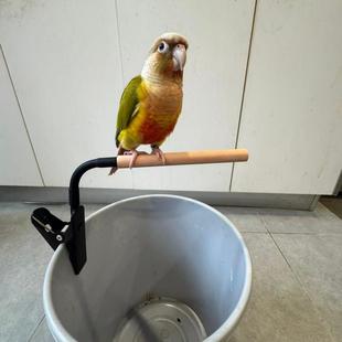 垃圾桶站架鹦鹉定点排便训练拉屎玄凤小太阳桌面和尚牡丹虎皮拉屎