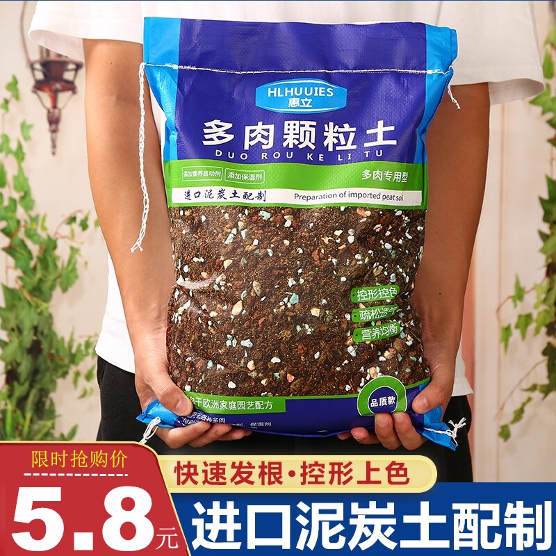 多肉植物松素材模板 多肉植物松图片下载 小麦优选