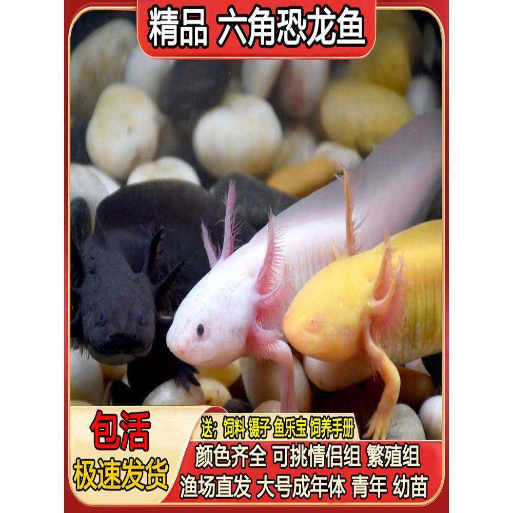 六角恐龙鱼蝾螈宠物鱼冷水鱼淡水观赏鱼美西螈锦鲤金鱼娃娃四脚