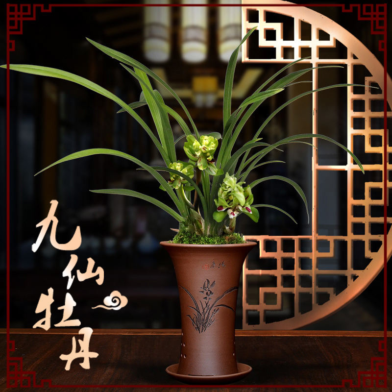 带花苞发货翁源兰花苗春兰奇花金奖九仙牡丹兰草浓香花卉植物盆栽