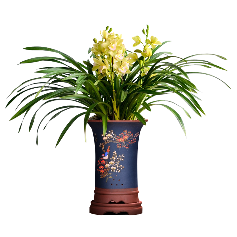 名贵兰花（绿宝石）金边叶艺花卉盆栽浓香型蕙兰送花盆现不带花苞