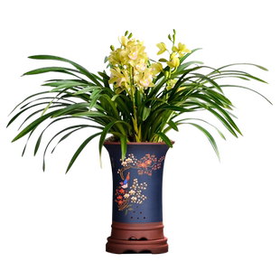 名贵兰花（绿宝石）金边叶艺花卉盆栽浓香型蕙兰送花盆现不带花苞