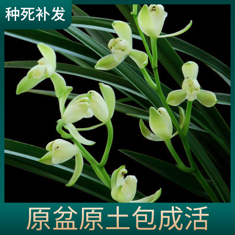 兰花苗夏秋带花苞四季建兰铁骨素梅素心瓣多花浓香绿植物盆栽