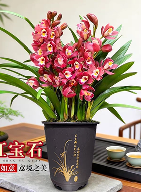 红宝石【带多花苞】精品中国红色浓香型兰花卉绿植盆栽年宵花