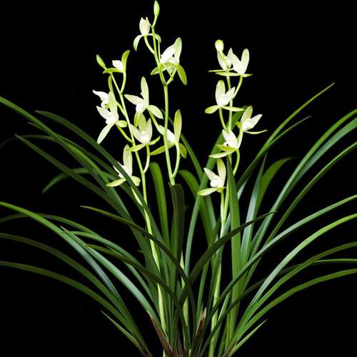 四季兰浓香型花卉好养