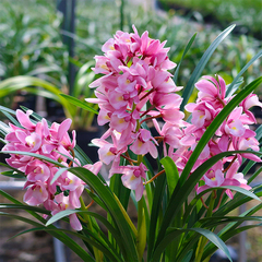 兰花大花国兰蕙兰粉色桃樱花粉红公主除甲醛开花浓香好养绿植盆栽