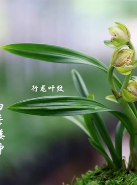 建兰九仙荷蝶翁源兰花四季开花办公桌面花卉矮种荷瓣浓香绿植盆栽