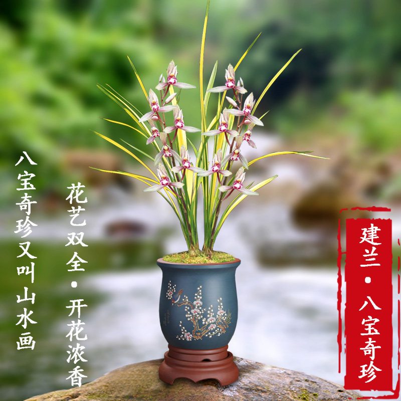 兰花八宝奇珍建兰四季兰浓香名贵缟艺盆栽绿植室内花卉 夏秋开花