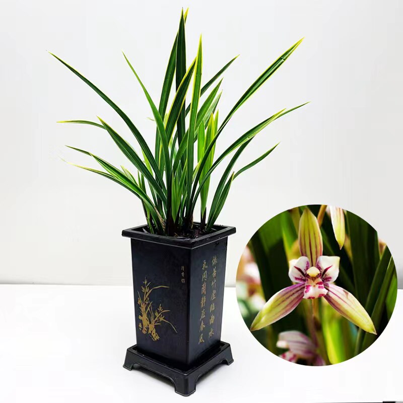 (带花苞)建兰(红香妃)浓香型绿植兰花盆栽浓香型花卉