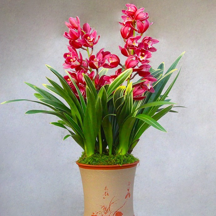 【金边中国龙】名贵蕙兰开花超级香花艺双全兰花室内室外盆栽好养