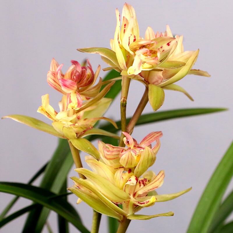 富山奇蝶（带花苞）建兰奇花兰花开花浓香兰草绿植