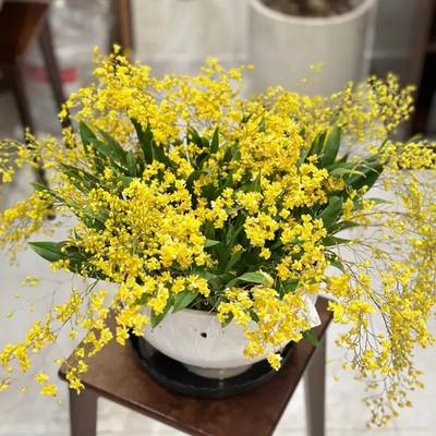 带花苞金黄色文心兰花黄金万两梦香盆栽跳舞洋兰浓烈香味花卉绿植