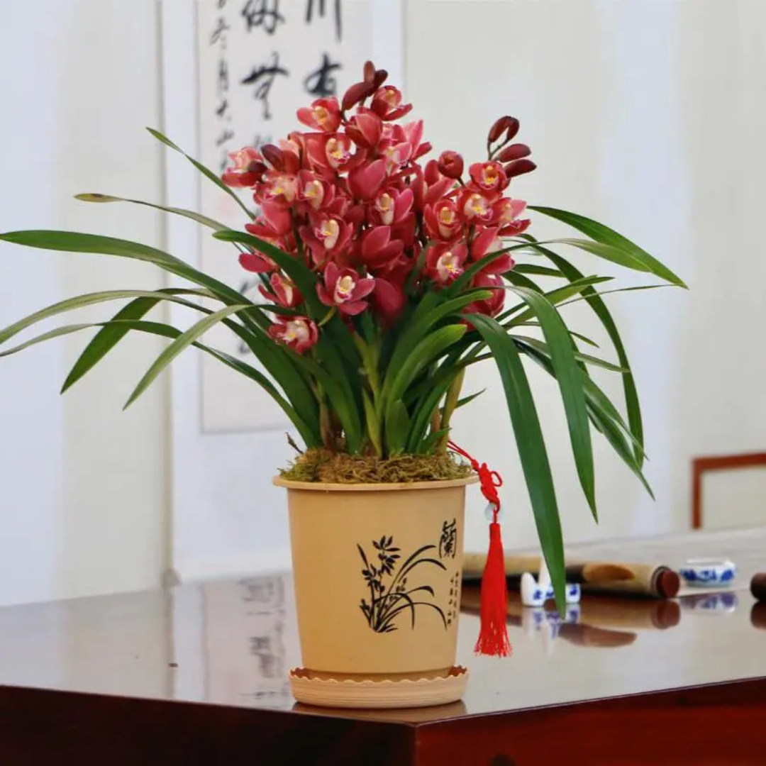 特A级【带5支花剑】红宝石中国红色双喜临门兰花卉绿植盆栽年宵花,鲜花速递/花卉仿真/绿植园艺,国兰/杂交兰/洋兰类,淘宝优惠券,粉丝福利购,淘宝优惠卷