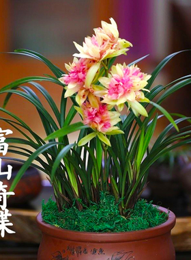 转色变色兰富山奇蝶兰花国色红禅牡丹浓香好养重瓣草不带花苞