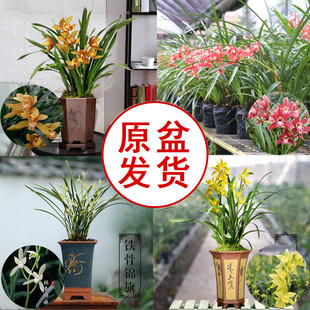 翁源兰花苗盆栽夏秋带花苞原盆原土特价 兰花卉绿植物 建兰四季