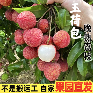 福建漳州双肩玉荷包荔枝原产地现摘现发新鲜当季水果顺丰包邮