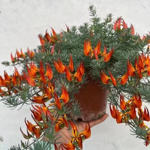 鹦鹉嘴盆栽加那利百脉根室内阳台垂吊观叶开花绿植奇特稀有章鱼花