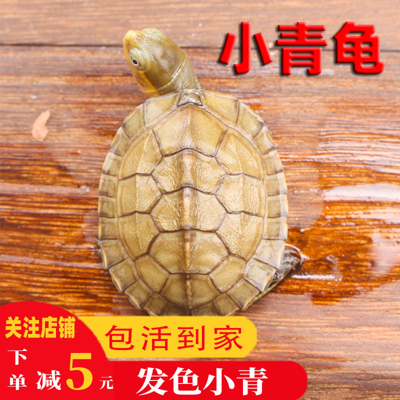 黄喉拟水龟小青安徽乌龟活体小宠物三黄石金钱龟苗皖南黄喉小青龟