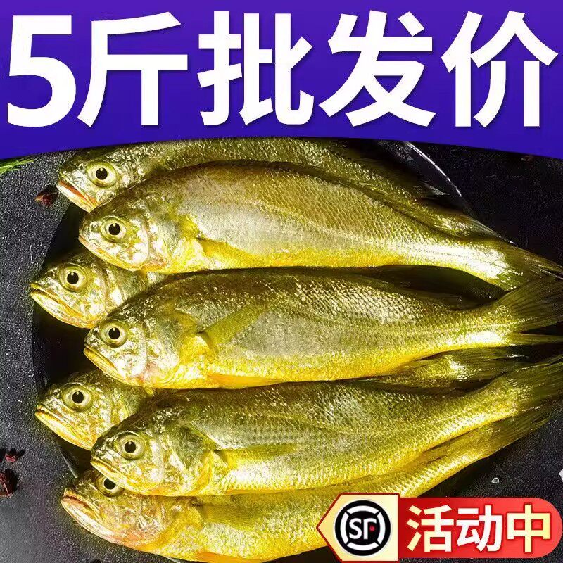 小黄鱼新鲜冷冻商用批发东海鲜活黄鱼