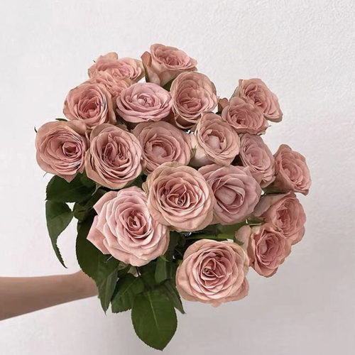 A级卡布奇诺玫瑰花云南基地直发