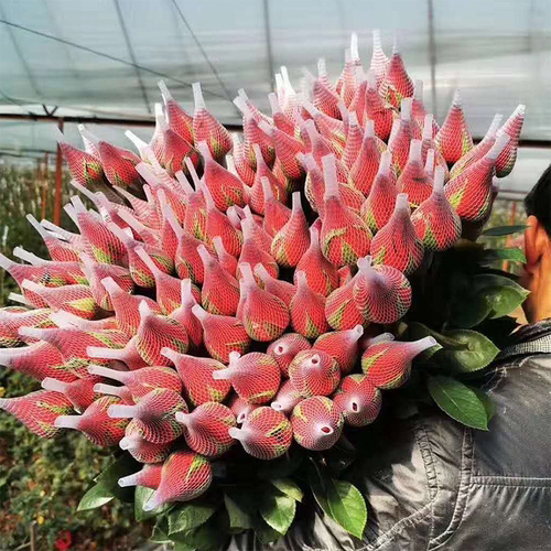 红玫瑰花鲜花云南基地直发