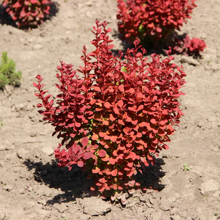 红叶小檗苗彩色绿篱色块紫叶小檗苗庭院别墅行道北方耐寒绿化苗木