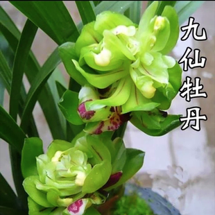 【九仙牡丹】春兰奇花浓香型兰花苗好养勤花勤芽绿植盆栽
