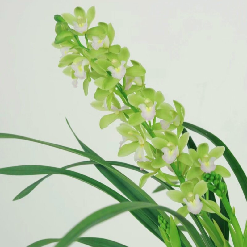 香兰（带6花苞）大花蕙兰荷瓣幽香兰花好养易活