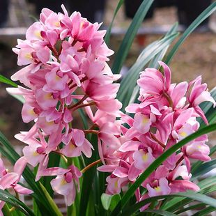 变色龙（带花芽）大花惠兰四季室内绿植盆栽