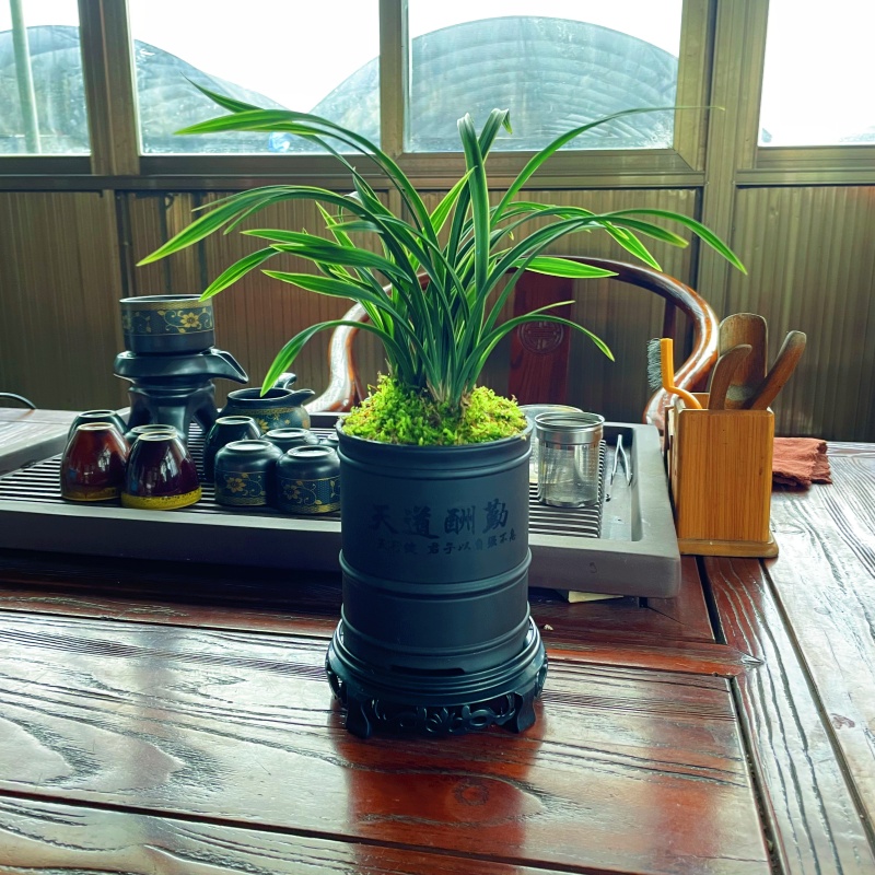 金如意春兰荷瓣矮种细叶