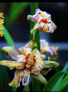 【天彭牡丹】带花芽、春兰奇花开花浓香型兰花苗好养绿植盆栽